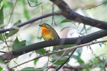枝にとまるソウシチョウ