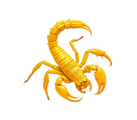 scorpion isolated on white