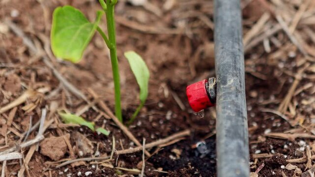 Drip irrigation system in a vegetable garden with young plant