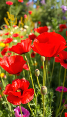 Fototapeta premium red poppies in the flowerbed in summer, dramatic, with white tones