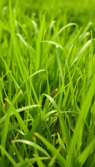 Obraz premium Green summer nature background grass, pop-art, with white tones