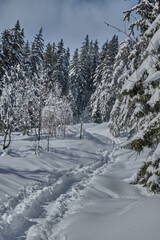 Fototapeta premium Hiking after a snowy day