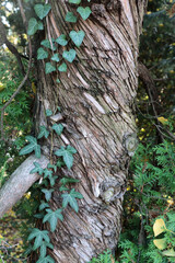 trunk of a tree and sloping nicked bark in park