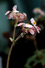 various kinds of pink begonias close up