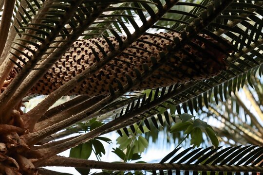 tropical plant DIOON EDULE -Zamiaceae Family with huge edible fruit