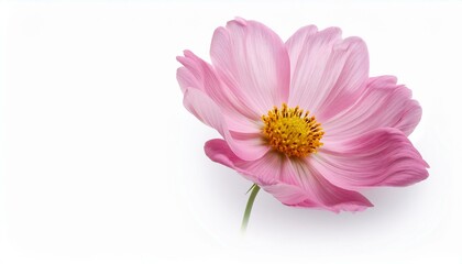 Obraz premium delicate pink flower with yellow center isolated on white background creating ample space for elegant text or design overlays