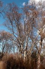 Fototapeta premium leafless birch tree -Betula Pendula in park 