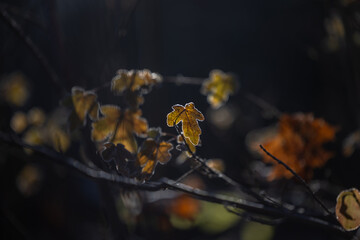 Ahornblatt im Gegenlicht