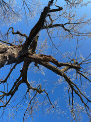 Frosted Urban Trees Sky