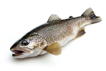 Fototapeta premium Vivid Speckled Trout Displayed Isolated Against a Crisp White Backdrop