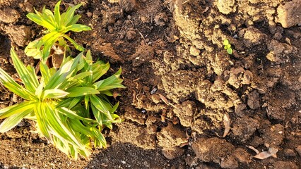 A small plant is growing in a dirt field