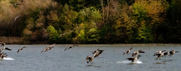 A flock of Canada Goose landing on a calm lake
