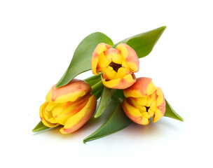 Obraz premium Colorful tulip flowers isolated on white