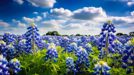 Springtime in Texas: Bunch of Blue Bonnets with Floral Clouds and Blue Sky in Nature