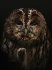 owl