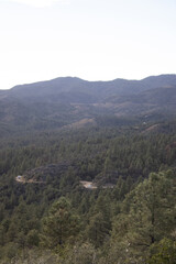 Obraz premium Prescott Arizona Summer Forest Landscape