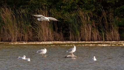 Seagulls flying over the calm lake for foraging