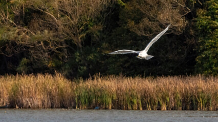 Seagulls flying over the calm lake for foraging