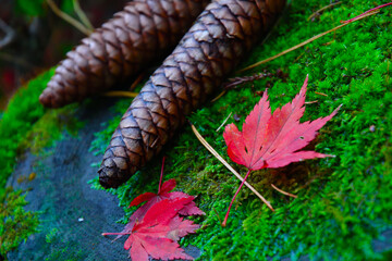 松雲山荘の紅葉（新潟県）