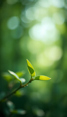 Obraz premium Young Leaves in Sunlight, Spring Growth, Natural Beauty