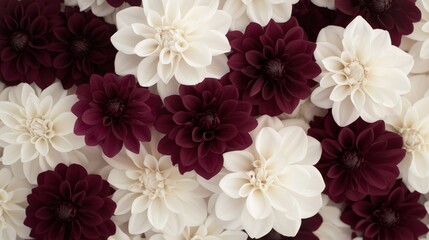 Elegant display of maroon and white dahlias in full bloom