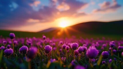 Naklejka premium Sunset over blooming purple flower field