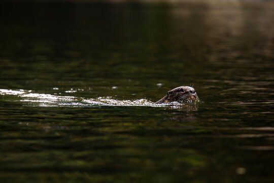 Nutria swimming in Khao Sok National Park, Surat Thani, Thailand