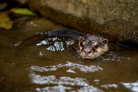 Nutria swimming in a waterway in Khao Sok, Thailand