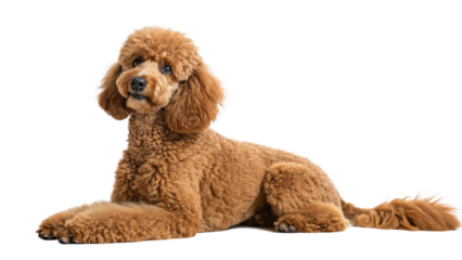 A cute apricot poodle puppy looking up with big, curious eyes