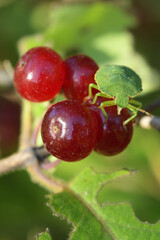 Cimice verde delle piante su bacche rosse in primo piano