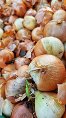 Onions for sale in a supermarket. Onions close-up with selective focus. Vegetables. A pile of onions in the vegetable section of the store