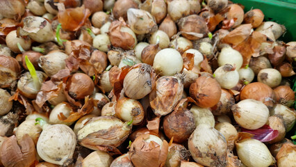 Onions for sale in a supermarket. Onions close-up with selective focus. Vegetables. A pile of onions in the vegetable section of the store