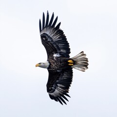 Obraz premium bald eagle soaring with wings spread against a white sky