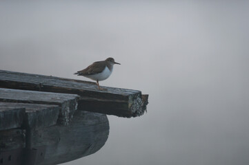 A lone bird on an old, wooden jetty in morning mist in springtime in Finland