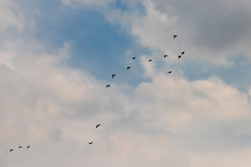 Blue sky with soft clouds and silhouettes of birds flying against the light. Perfect for themes of freedom, nature, and inspiration.