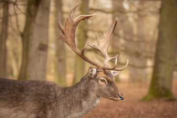 Brown Furry European Fallow Deer in Blatna Forest Park in Europe. Animal Side Portrait of Buck with Antlers in Czech Republic.