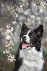 Vertical Dog Portrait of Black and White Border Collie with White Flowering Tree. Cute Pet Smiles with Tongue Out Outside during Spring Season.