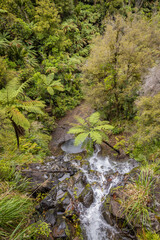 High angle view of a cascading waterfall in a lush New Zealand forest. Water flows over rocks, surrounded by ferns and trees. FAIRY FALLS, WAITAKERE RANGES, AUCKLAND, NEW ZEALAND