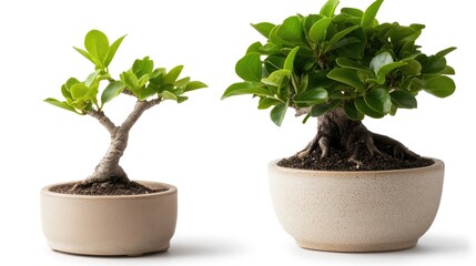 Two bonsai trees, potted, growth comparison, white background, plant care