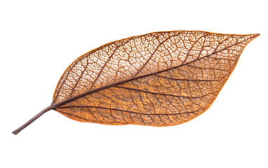 Artistic View of a Bodhi Tree Leaf Showcasing Natural Veins Isolated on Transparent Background.