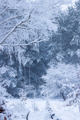 Winter Wonderland – Snowy Forest Landscape
