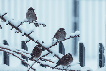 Sparrows in the Snow – A Winter’s Perch