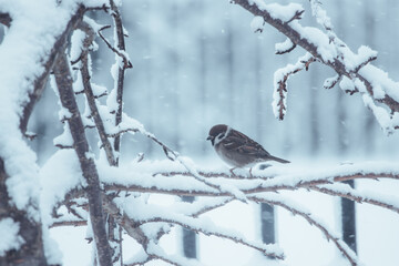 Sparrow in the Snow – A Winter’s Perch