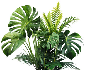 Obraz premium lush jungle monstera leaves exotic plant greenery, vibrant floral arrangement, nature-inspired beauty, green plant leaves, tropical forest vegetation, decorative plants, natural jungle vibe PNG