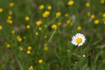 Fiore di Margherita in primo piano con fiori gialli sfocati nello sfondo