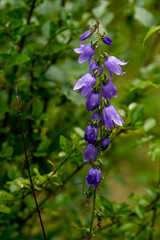 Campanula rotundifolia, the common harebell, Scottish bluebell, or bluebell of Scotland.