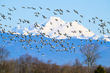 Flock of snow geese fly in front of distant Mount Baker in winter while wintering in the Skagit Valley