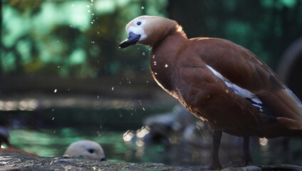 A red herring (Tadorna ferruginea) washes in the water and splashes of water are captured in the air. Bokeh of light and water reflections. Photographed through the mesh of the cage at the Zoo.