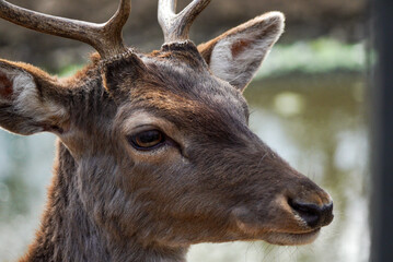 Portrait of a young deer photographed at a zoo in the forest.