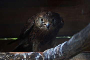 Portrait of a rPortrait of a red-tailed buzzard taken at the Zoo.ed-tailed buzzard taken at the Zoo.